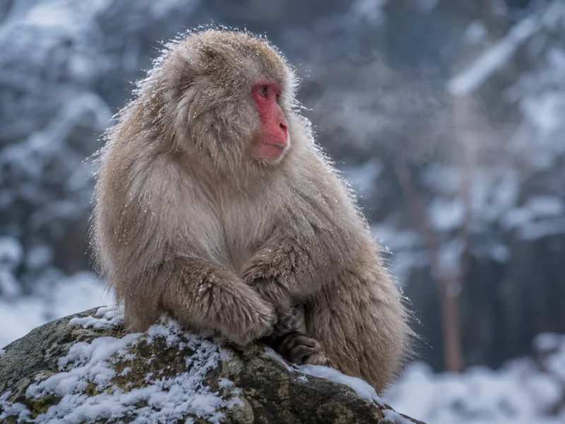 A Japanese macaque close up at the snow monkey park