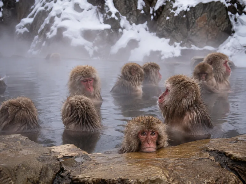 Japanese macaques sitting in the hot-spring pool at Jigokudani
