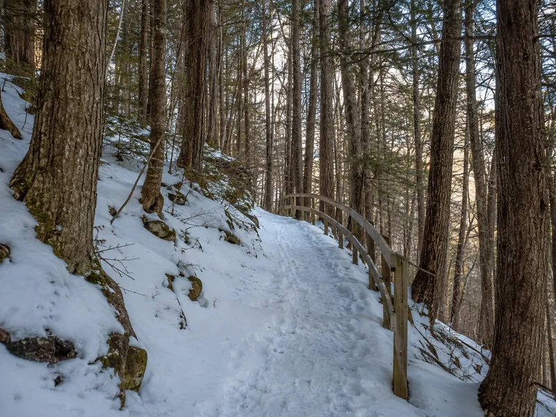 The unpaved forest trail to Jigokudani Yaen-koen